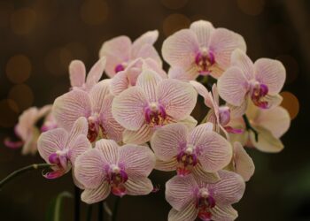 Crean comité para gestión por competencias de flores y ornamentales