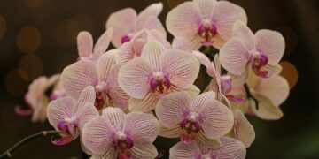 Crean comité para gestión por competencias de flores y ornamentales