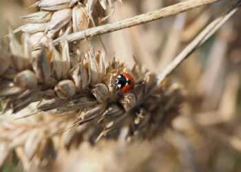 Productores orgánicos critican regulación de técnicas genómicas