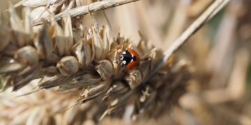 Productores orgánicos critican regulación de técnicas genómicas
