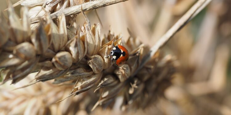 Productores orgánicos critican regulación de técnicas genómicas