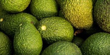 Sustentabilidad y tecnificación son prioridad en la cadena productiva del aguacate: Apeajal