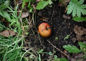 Universidad Veracruzana promueve elaboración de abonos orgánicos
