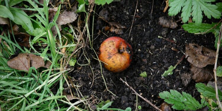 Universidad Veracruzana promueve elaboración de abonos orgánicos