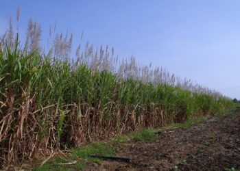 50 mil hectáreas de caña serán certificadas como producción sostenible