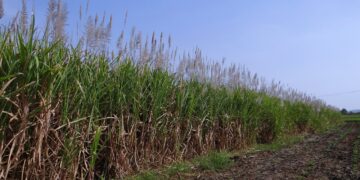50 mil hectáreas de caña serán certificadas como producción sostenible