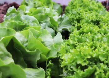 Banco de alimentos capacitará en producción de huertos orgánicos