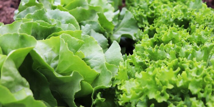 Banco de alimentos capacitará en producción de huertos orgánicos