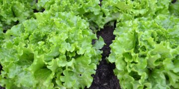 EEUU y México refuerzan acciones bilaterales en materia de inocuidad