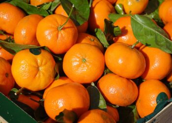 En marcha, plan para proteger la producción nacional de cítricos