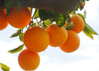 En Veracruz, agricultores reciben apoyo para certificación orgánica