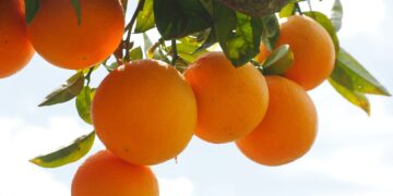 En Veracruz, agricultores reciben apoyo para certificación orgánica