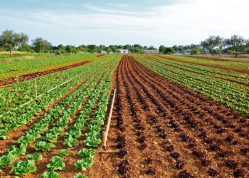 Estudian “debilidades genéticas” de la araña roja para poder controlarla
