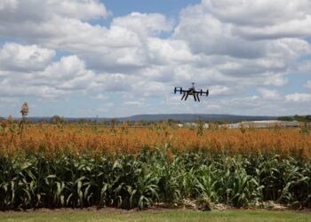 Inteligencia artificial en el agro: hacia una industria más eficiente y sostenible