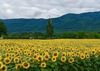 Para 2030, Alemania busca que el 30% de sus alimentos sean orgánicos
