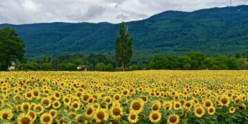 Para 2030, Alemania busca que el 30% de sus alimentos sean orgánicos