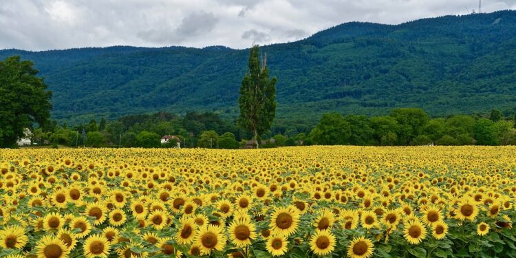 Para 2030, Alemania busca que el 30% de sus alimentos sean orgánicos