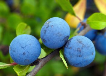 Poliaminas en la bioestimulación de cultivos