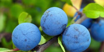 Poliaminas en la bioestimulación de cultivos