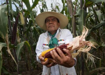 Productores indígenas mantienen cultivo y conservación de razas de maíces nativos