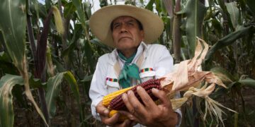 Productores indígenas mantienen cultivo y conservación de razas de maíces nativos