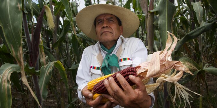 Productores indígenas mantienen cultivo y conservación de razas de maíces nativos