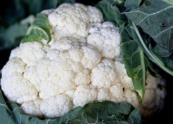 Residuos de levaduras son materia prima para bioestimulantes