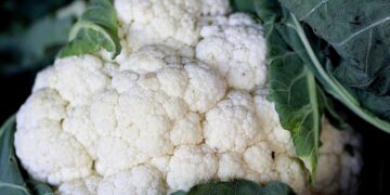 Residuos de levaduras son materia prima para bioestimulantes