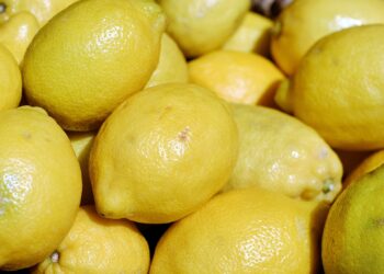 Argentina exportará cítricos orgánicos a la Unión Europea