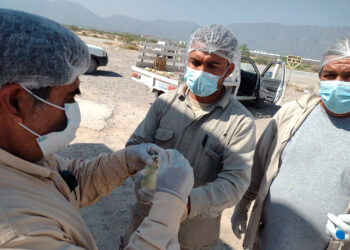Autoridades piden a avicultores reforzar medidas de bioseguridad