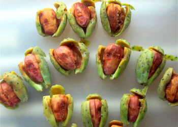 Especialistas del Inifap investigan propiedades funcionales de la tuna roja lisa