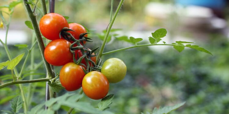 La agricultura ecológica es la única opción para mitigar el cambio climático: Ecotone