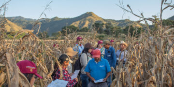 Parcelas demostrativas del Inifap confirman beneficios de los bioinsumos