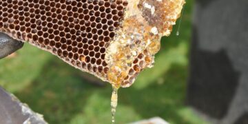 Productores de Veracruz reciben apoyo para certificación orgánica