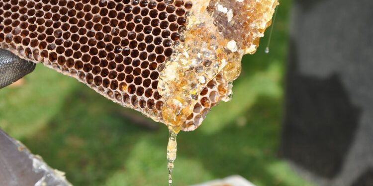 Productores de Veracruz reciben apoyo para certificación orgánica