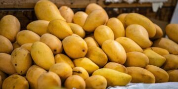 Semilla de mango es materia prima para platos desechables biodegradables