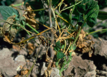 Un nuevo biopesticida podría controlar la “pudrición del carbón”