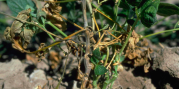 Un nuevo biopesticida podría controlar la “pudrición del carbón”