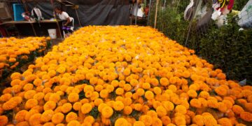 Valor de la producción florícola para Día de Muertos podría superar los 4 mil mdp