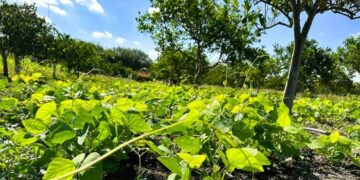 Cultivos de cobertura: una práctica agronómica con beneficios sostenibles