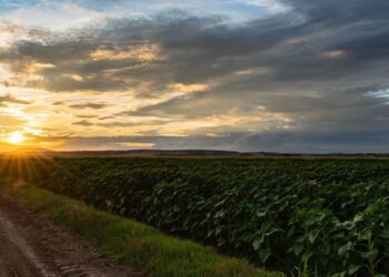 Cultivos de cobertura: una práctica agronómica con beneficios sostenibles