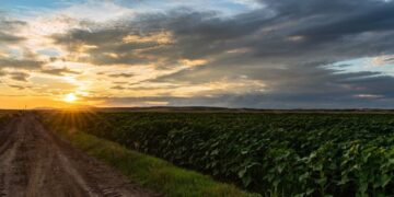 Cultivos de cobertura: una práctica agronómica con beneficios sostenibles