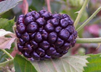 Cultivos de cobertura: una práctica agronómica con beneficios sostenibles