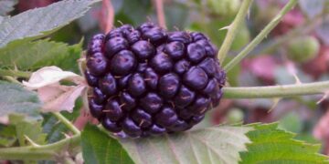 Cultivos de cobertura: una práctica agronómica con beneficios sostenibles