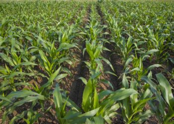 Biofertilizantes reducen hasta 80% pérdidas en cultivo de maíz