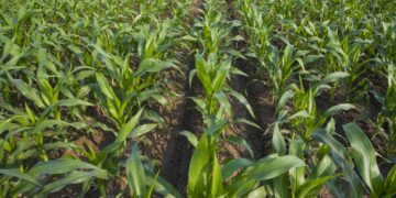 Biofertilizantes reducen hasta 80% pérdidas en cultivo de maíz