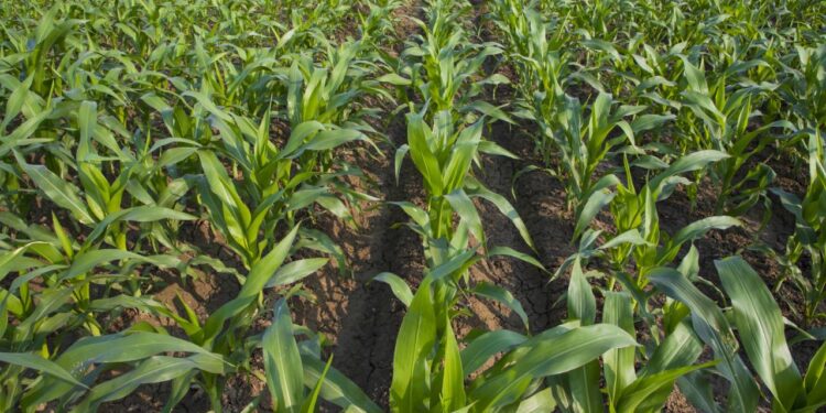Biofertilizantes reducen hasta 80% pérdidas en cultivo de maíz