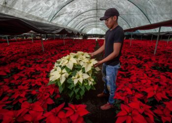 Floricultores alistan cosecha de nochebuena para la época navideña