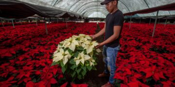 Floricultores alistan cosecha de nochebuena para la época navideña