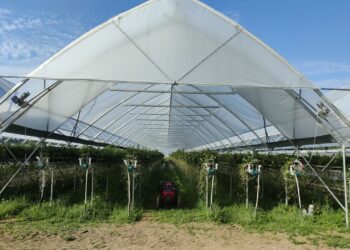 Científicos convierten residuos orgánicos en biocombustibles y biofertilizantes